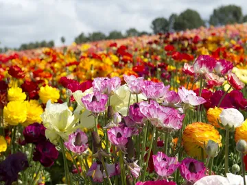 Ir al post: ¿Cuáles son las flores que florecen en mayo?