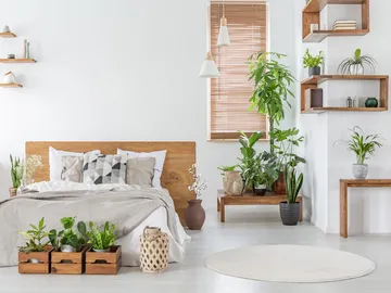 Ir al post: ¿Es bueno dormir con plantas en la habitación?