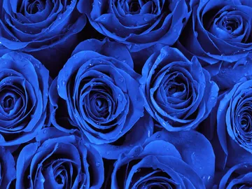 Ir al post: ¿Cuál es el significado de la rosa azul?
