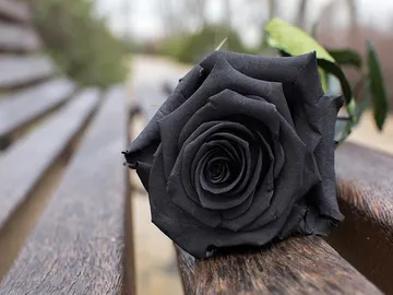 Ir al post: ¿Cuál es el significado de las rosas negras naturales?