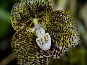 Ir al post: Las 6 flores que más miedo dan del mundo