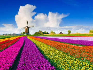 Ir al post: El Parque Keukenhof: el mayor jardín de tulipanes de Holanda