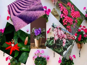 Ir al post: 10 Plantas que florecen todo el año de interior y exterior