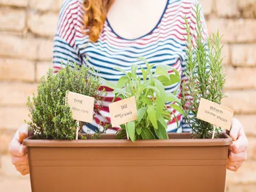 Ir al post: 6 Beneficios de las plantas aromáticas