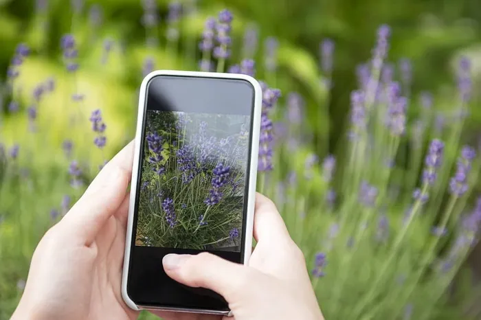 Las 10 mejores apps para reconocer plantas gratis con una foto