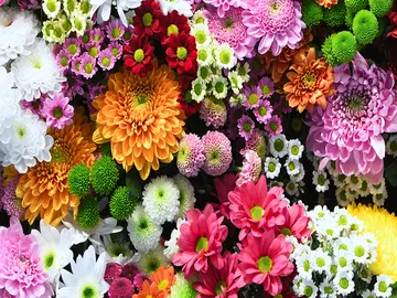 Ir al post: Las 10 flores más raras del planeta