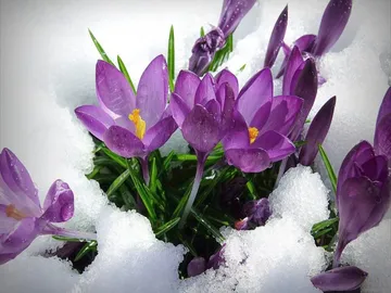 Ir al post: Plantas con flores de invierno para exterior e interior