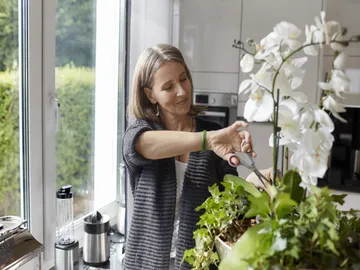 Ir al post: ¿Cómo trasplantar orquídeas en maceta?