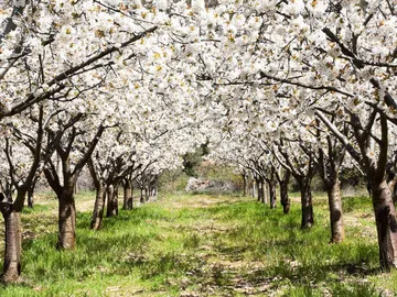 Ir al post: 6 Fiestas de flores en España