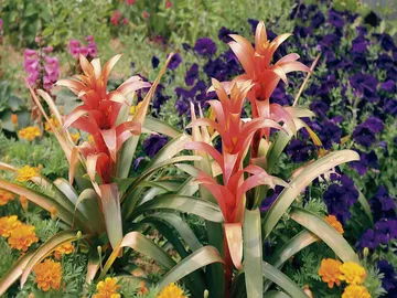 Ir al post: Planta de guzmania: cuidados esenciales