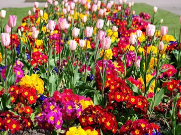 Ir al post: Mitos y leyendas de las flores más bellas