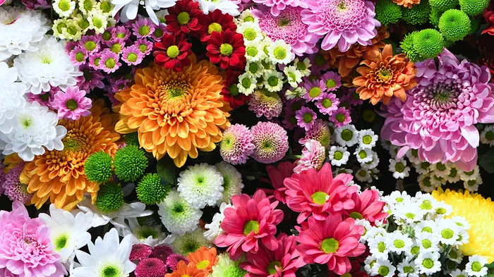 ¿Cuál es la flor del horóscopo según tu signo zodiacal?