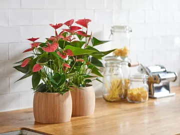 Ir al post: Planta de anthurium: cuidados esenciales