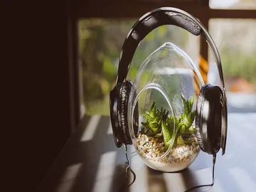 Ir al post: ¿Las plantas crecen más rápido con música?