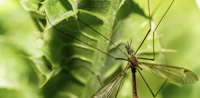 Las 6 mejores plantas anti insectos de exterior