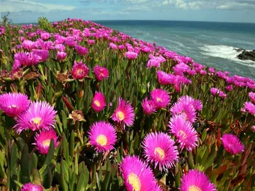 Ir al post: Las 7 plantas invasoras de jardín más habituales en España