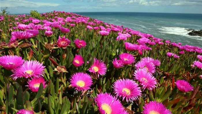Las 7 plantas invasoras de jardín más habituales en España
