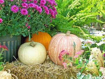 Ir al post: 10 Flores de otoño para decorar tu hogar