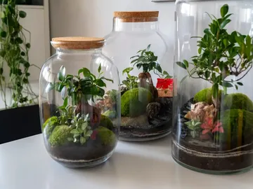 Ir al post: ¿Cómo hacer un jardín en una botella cerrada?