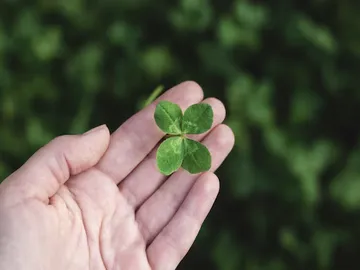 Ir al post: 5 Plantas de la buena suerte