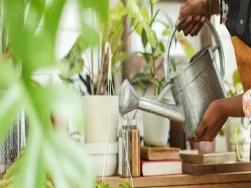 Ir al post: 3 Trucos para cuidar tus plantas que no conocías