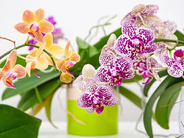 Ir al post: ¿Cuánto valen las orquídeas? Precio aproximado en España