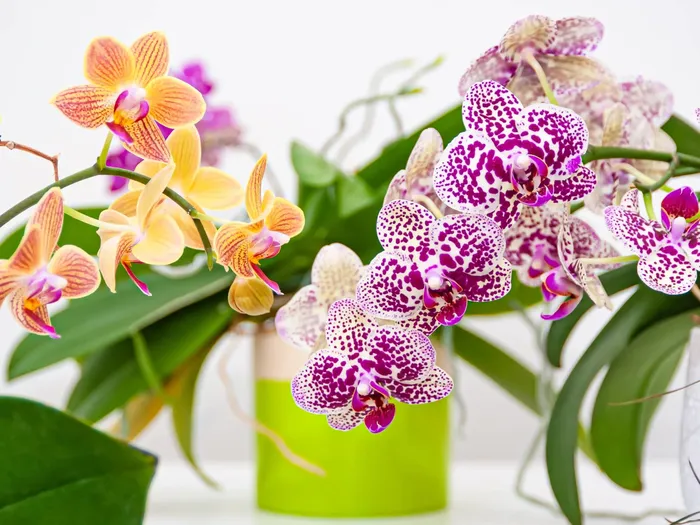 ¿Cuánto valen las orquídeas? Precio aproximado en España