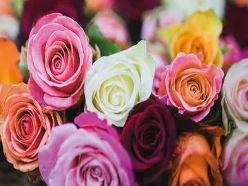 Ir al post: Rosas de Ecuador: las mejores rosas del mundo