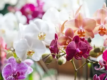 Ir al post: ¿Cuántos colores de orquídeas existen y cuál es su significado?