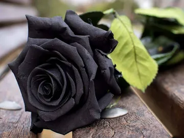Ir al post: ¿Existen las rosas negras naturales? La rosa de Halfeti