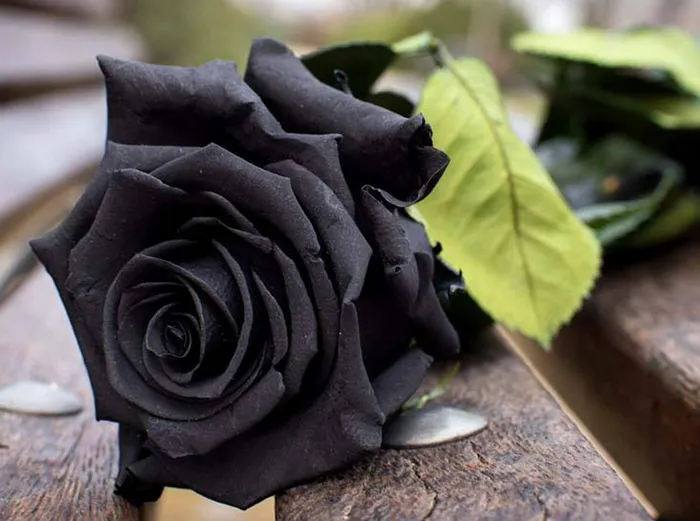 ¿Existen las rosas negras naturales? La rosa de Halfeti