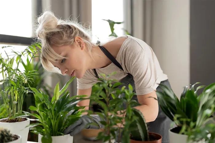 5 Mitos sobre las plantas: ¿qué es verdad y qué no?
