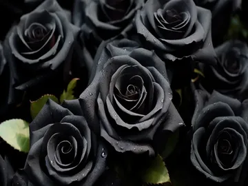 Ir al post: ¿Dónde comprar rosas negras naturales?