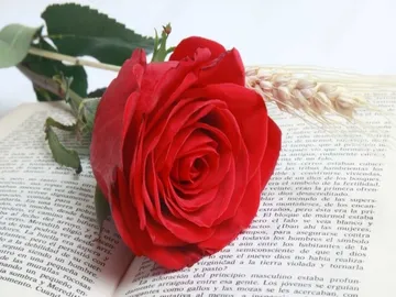 Ir al post: ¡Regala rosas eternas para Sant Jordi!
