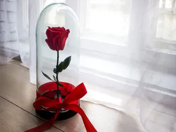 Ir al post: ¡Regala rosas eternas para San Valentín!