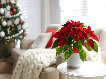 Ir al post: 12 Ideas con flores y plantas decorativas para Navidad