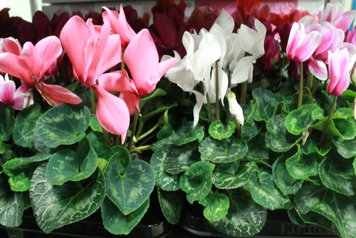 Flores de Otoño