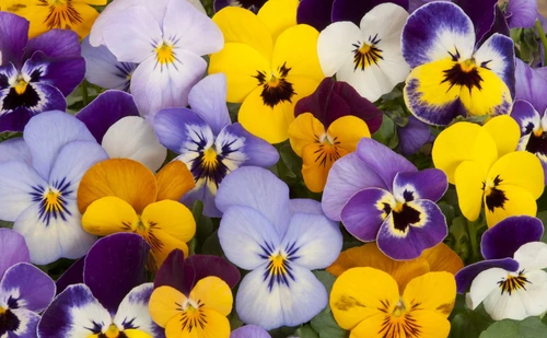 flores de invierno