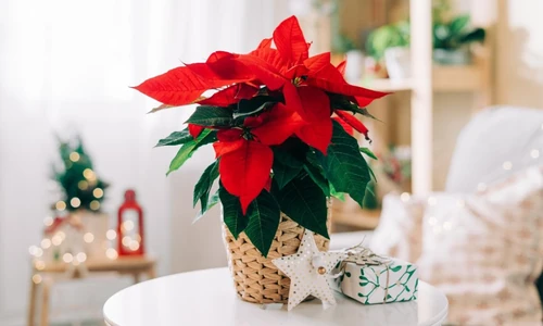flor de pascua cuidados y mantenimiento 