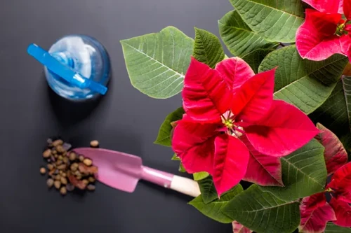 como hay que cuidar la flor de pascua 