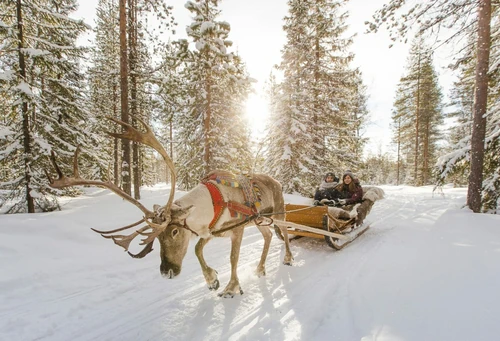 Excursión renos Rovaniemi 