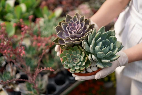 plantas de balcón para todo el año