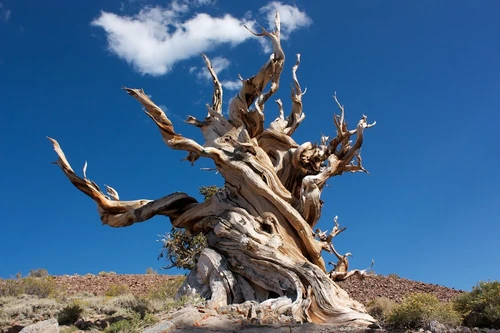 El árbol más viejo del mundo