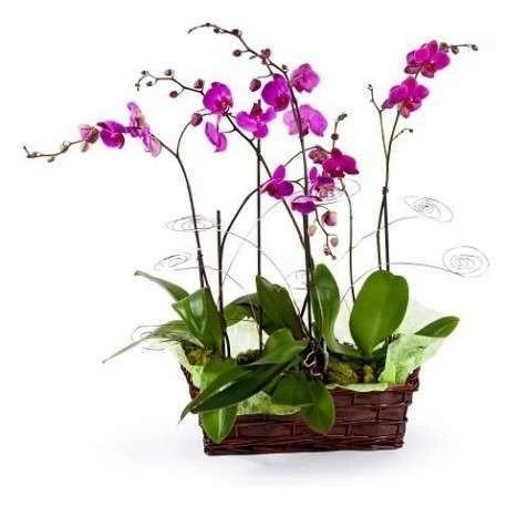 cuidados de las orquídeas phalaenopsis en casa