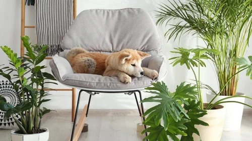 Plantas inofensivas para perros