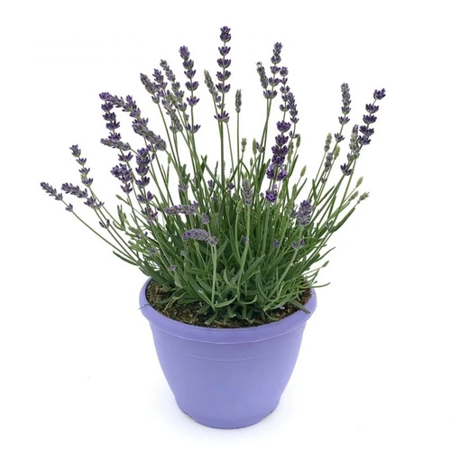 es bueno dormir con plantas en una habitación cerrada 