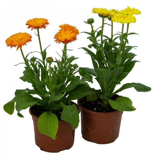 plantas inofensivas para perros