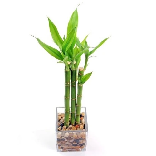 Plantas no tóxicas para perros 
