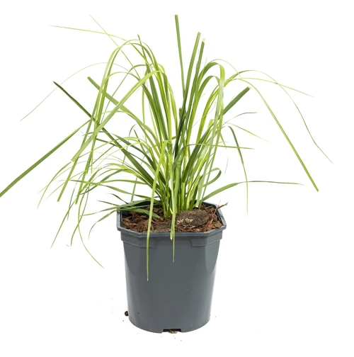 Plantas que no son tóxicas para los perros 