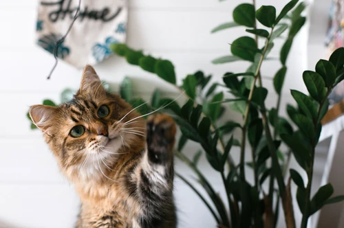 qué plantas no son tóxicas para los perros